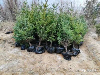 那山，那樹，那人