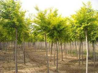 山東地區(qū)適宜種植的經(jīng)濟(jì)樹木及其種植要點