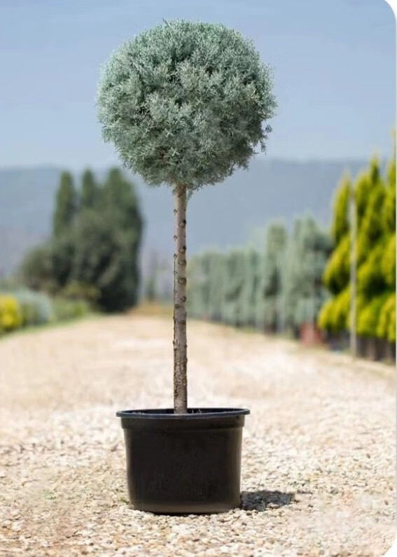 庭院種樹指南 前后屋如何科學(xué)選擇與種植樹木