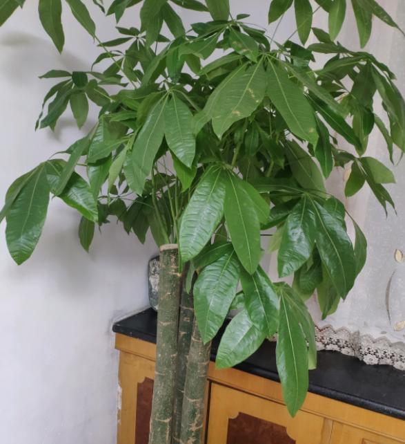 發(fā)財樹黃葉干葉的4種情況及改善方法