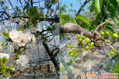 果樹防凍劑的使用方法與效果分析