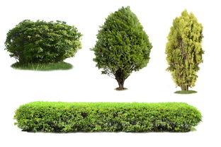 過(guò)度砍伐樹木 剖析其背后的多重驅(qū)動(dòng)因素