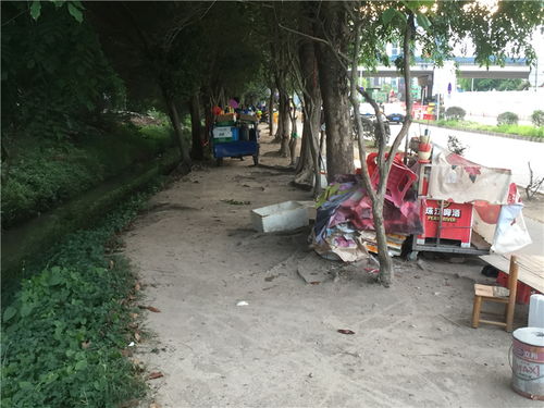 樹木園門口商販依舊 占道經(jīng)營(yíng)之外的隱憂與反思