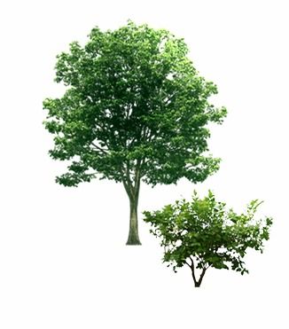 綠意盎然 探索樹木素材的藝術(shù)與實(shí)用價(jià)值