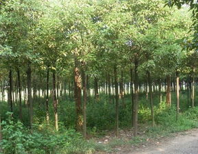 蕪湖苗木產業名片 香樟與廣玉蘭的市場優勢與供應基地