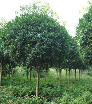 樹木生長的奧秘 從種子到參天大樹的生命之旅