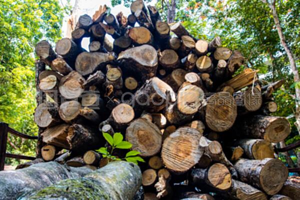 從參天大樹到精工良木 探索木材制作的奧秘