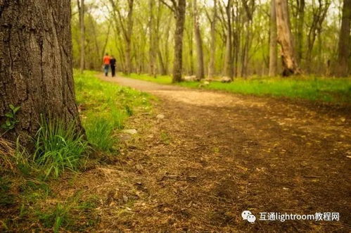 告別平庸視角，六招解鎖森林樹木攝影的非凡美感